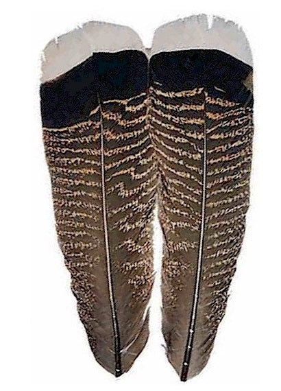 Wapsi Mottled White Tipped Turkey Tail Grade #1