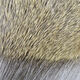 Hareline Premo Deer Hair Strip