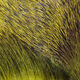 Hareline Premo Deer Hair Strip