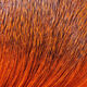 Hareline Premo Deer Hair Strip