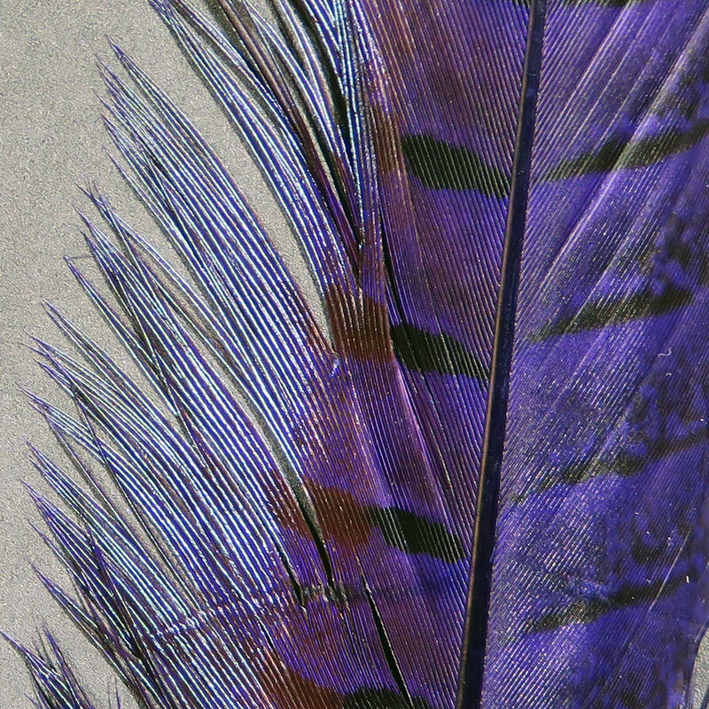 Hareline Ringneck Pheasant Tail Feathers