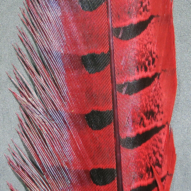 Hareline Ringneck Pheasant Tail Feathers