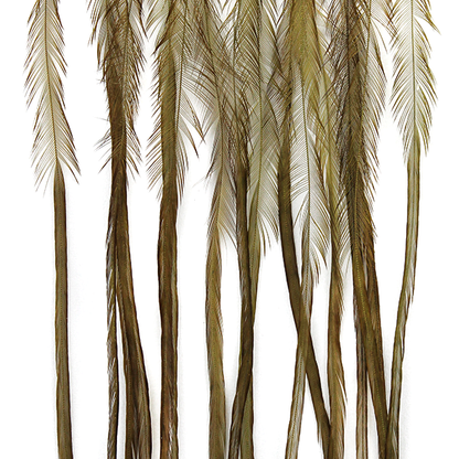 MFC Whiting 100 Pack Premium Dry Fly Hackle