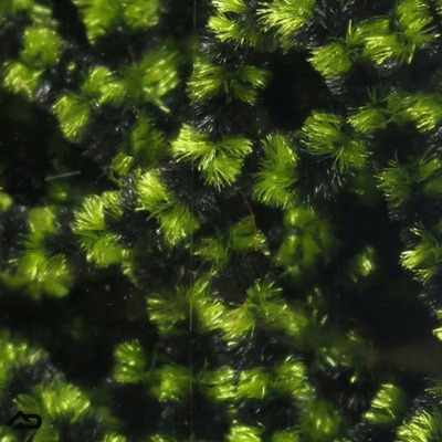 Hareline Fly Fish Food’s Small Stonefly Chenille