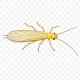 Yellow Sallies illustration