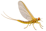Mayfly illustration