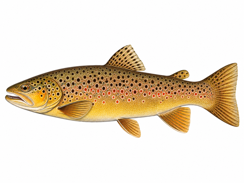 Brown Trout