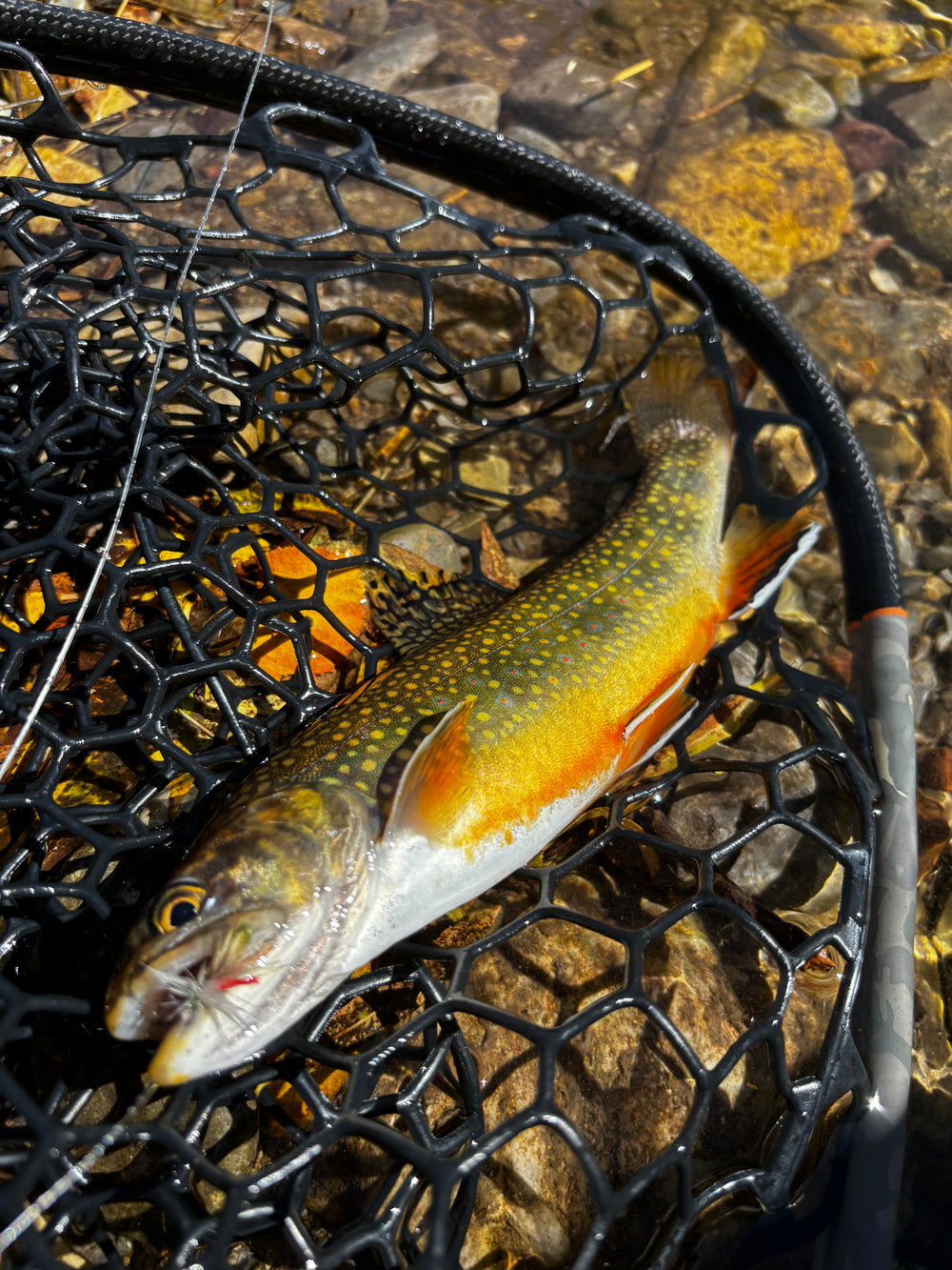Fishing Reports