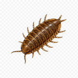 Sow Bug illustration