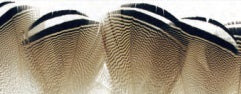 Wapsi Wood Duck Flank Feathers