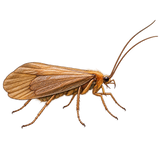 Caddis illustration