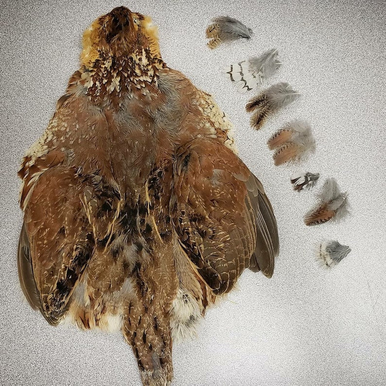 Hareline Mega Quail Skin