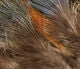 Hareline Strung Ringneck Rump Feathers