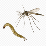 Midges illustration