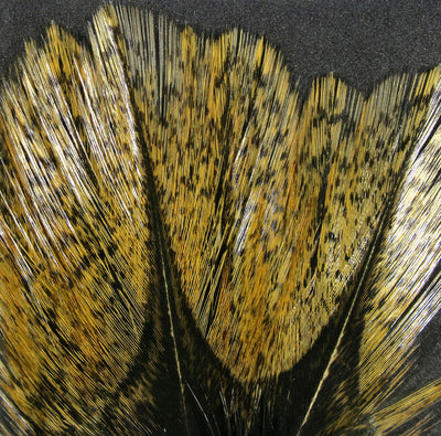 Hareline Coq de Leon Feathers