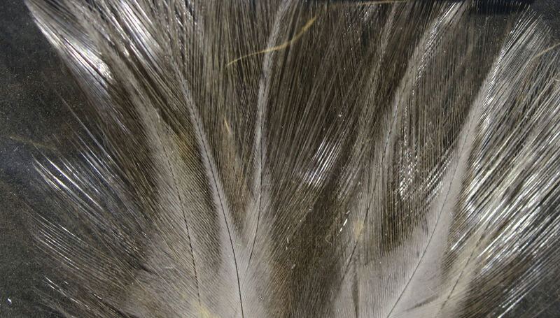 Hareline Coq De Leon (CDL)