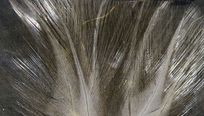 Hareline Coq De Leon (CDL)