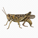 Hoppers illustration