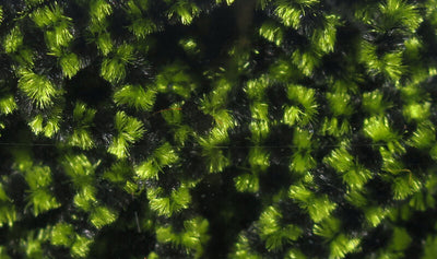 Hareline Fly Fish Food Small Stonefly Chenille
