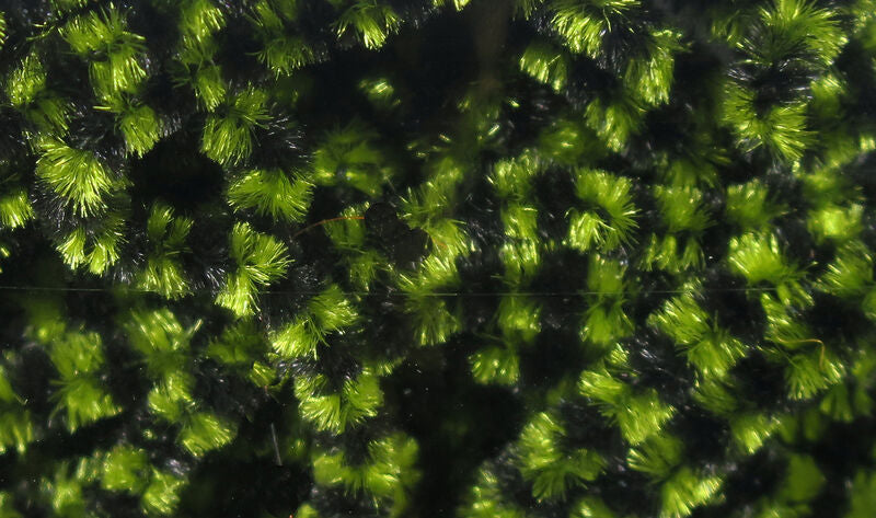 Hareline Fly Fish Food Small Stonefly Chenille