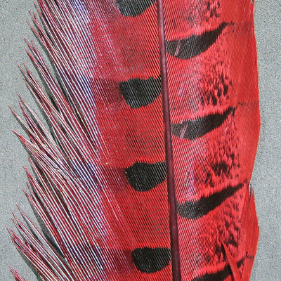 Hareline Ringneck Pheasant Tail Feathers