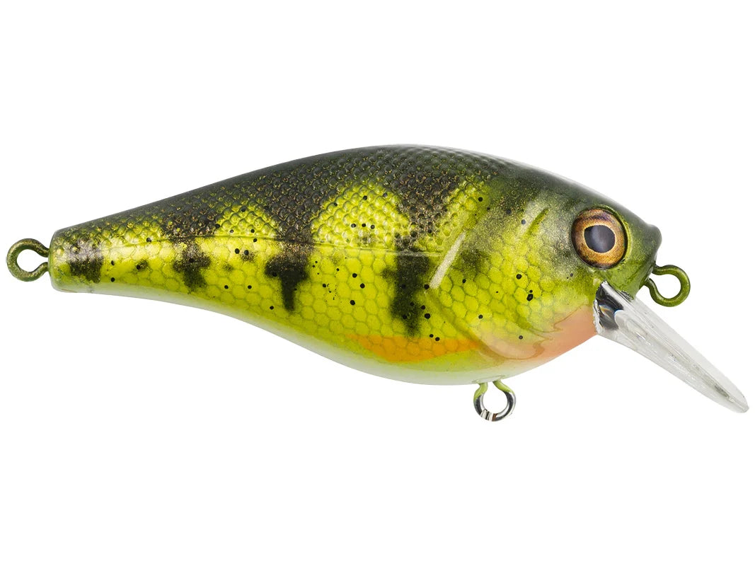 Berkley Square Bull 5.5