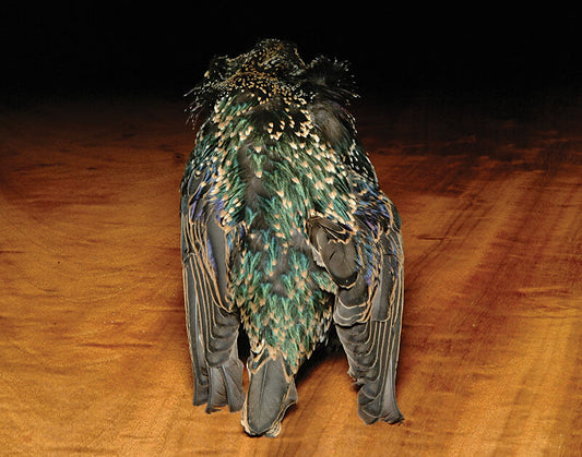 Hareline Starling Skin